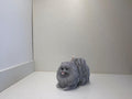 Pomerania