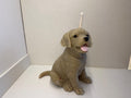 Labrador