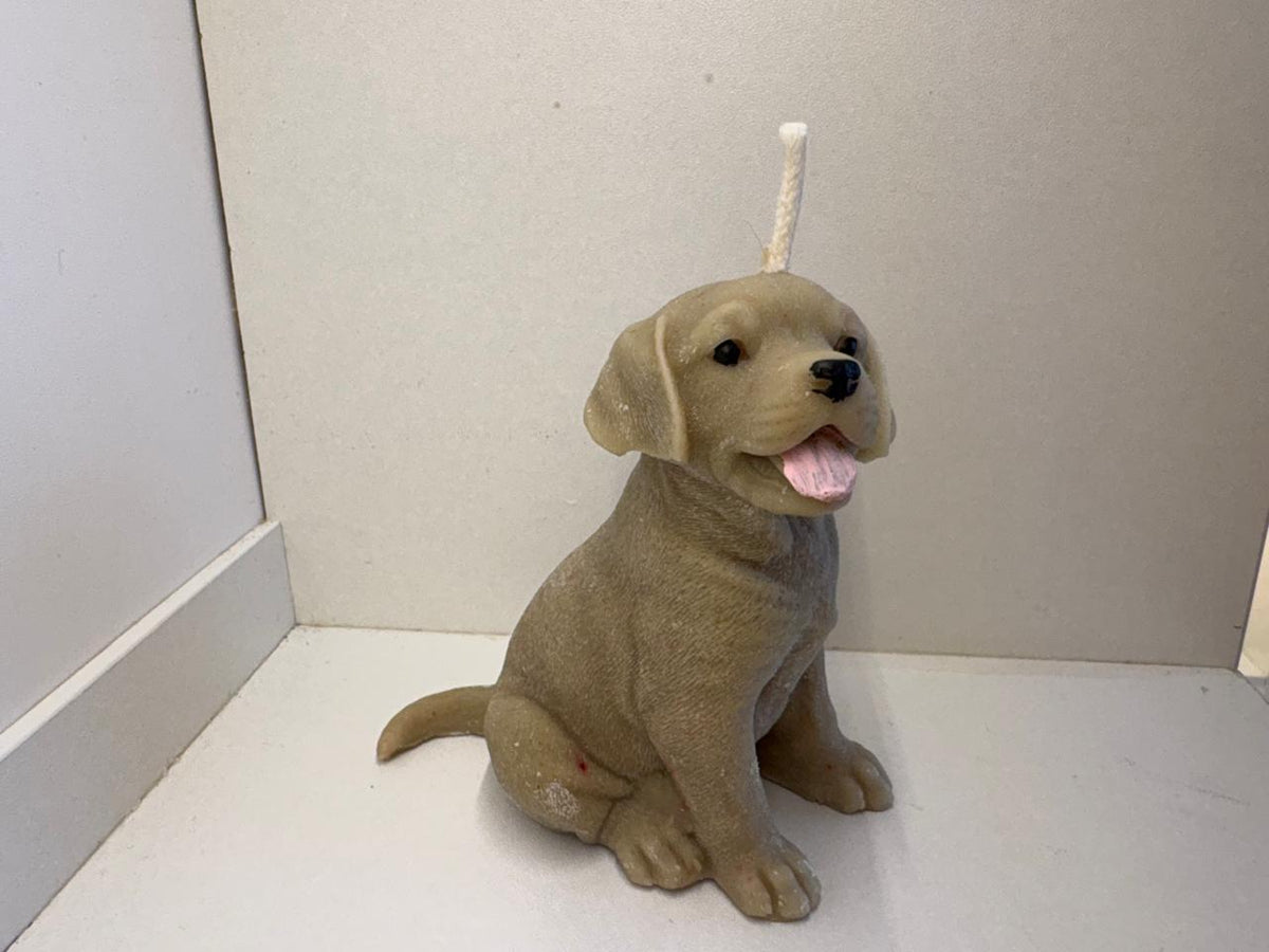 Labrador