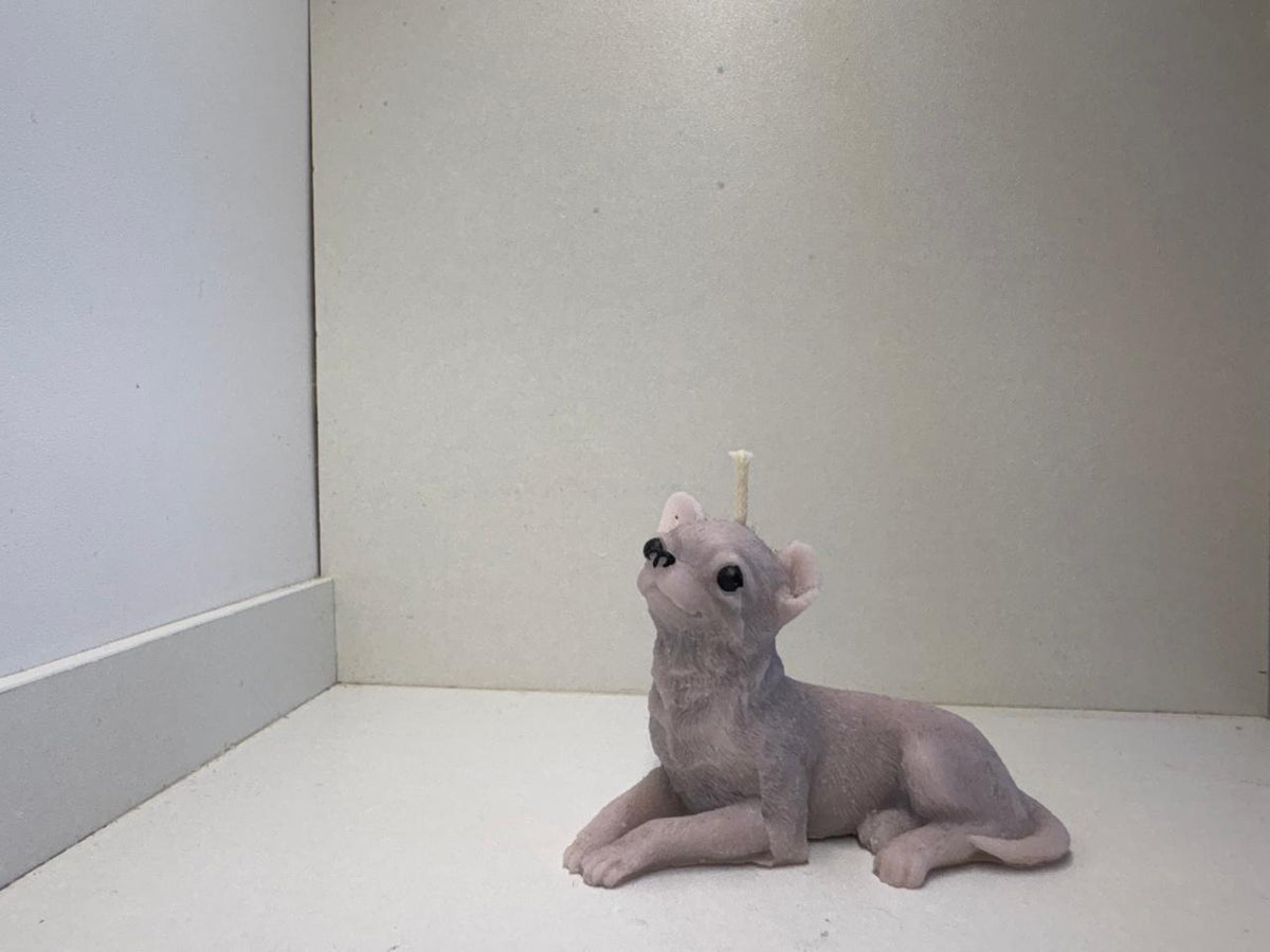 Chihuahua