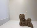 Shih-tzu