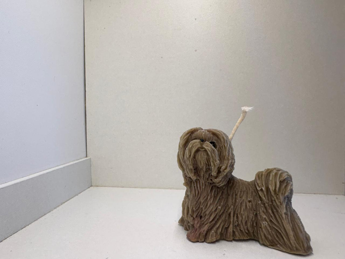 Shih-tzu