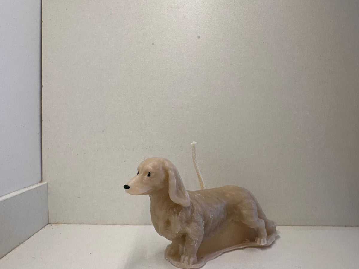 Perro salchicha