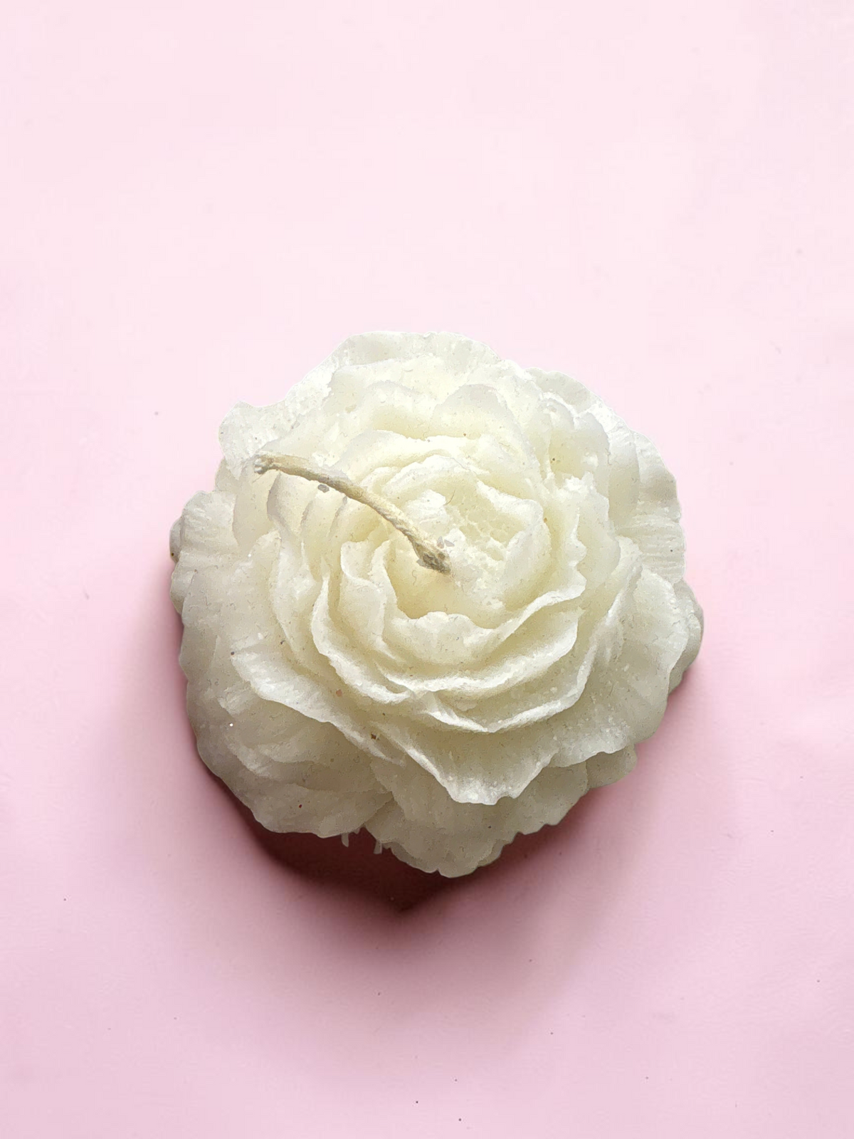 Peonia grande