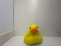 Pato